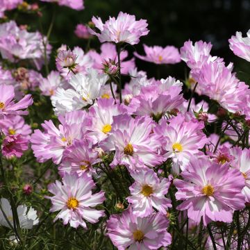 Kosmoskukka Colletta Pink-White (siemenet)