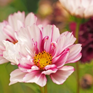 Kosmoskukka Double Click Bicolor Pink (siemenet)