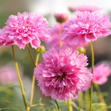 Kosmoskukka Double Click Rose Bonbon (siemenet)