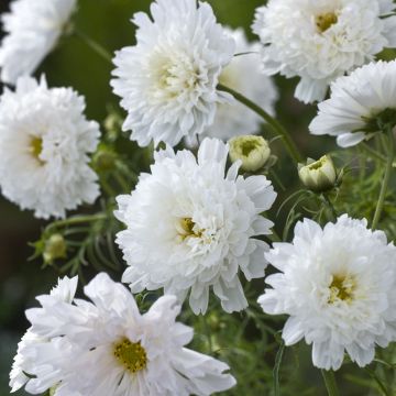Kosmoskukka Double Click Snow Puff (siemenet)