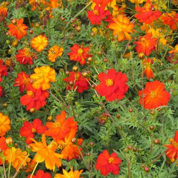 Keltakosmos Ladybird Mixed (siemenet)