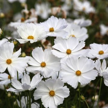 Kosmoskukka (siemenet) - Cosmos x bipinnatus