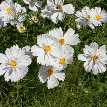 Kosmoskukka Psyché White (siemenet)