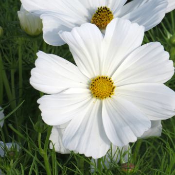 Kosmoskukka Sonata White (siemenet)