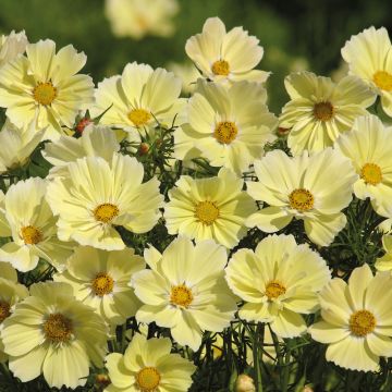 Kosmoskukka Xanthos (siemenet)