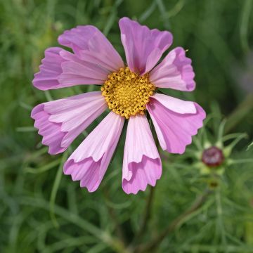 Kosmos Pinwheel Pink