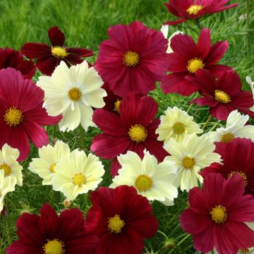Kosmoskukka Xanthos Rubinato (siemenet)