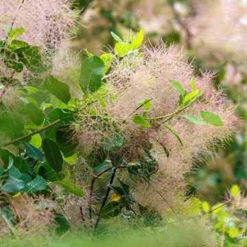 Peruukkipensas (siemenet) - Cotinus coggygria
