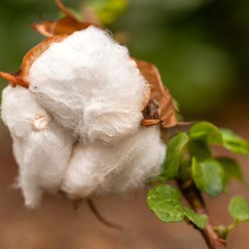 Intianpuuvilla (siemenet) - Gossypium herbaceum