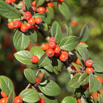 Tuhkapensaa (siemenet) - Cotoneaster franchetii