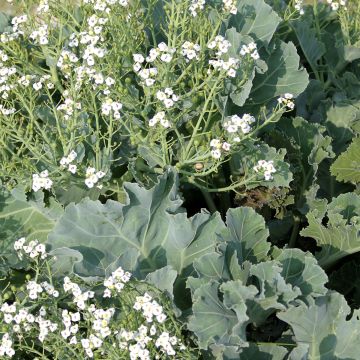 Euroopanmerikaali (siemenet) - Crambe maritima