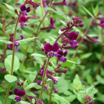 Hurmetulitorvi Purple Passion (siemenet)