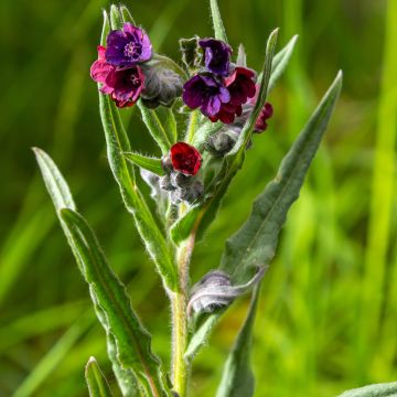 Koirankieli (siemenet) - Cynoglossum officinale