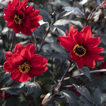 Koristedaalia Black Forest Ruby
