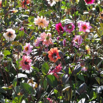 Koristedaalia Redskin