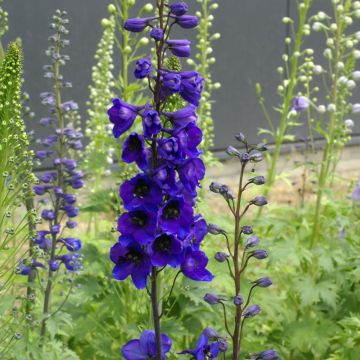 Tarharitarinkannus Tall Black Knight (siemenet)