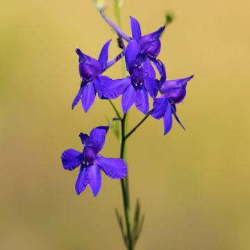 Jaloritarinkannus Blue Cloud (siemenet)