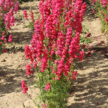 Jaloritarinkannus Kingsize Scarlet (siemenet)