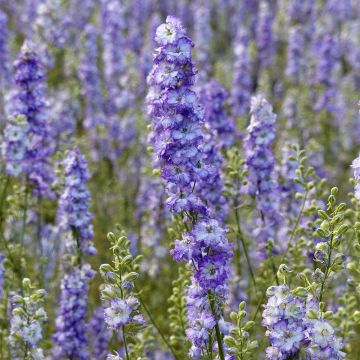 Rikkakukonkannus DelQIS White Blue Edge (siemenet)
