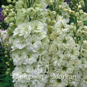 Ritarinkannus Green Twist (siemenet)