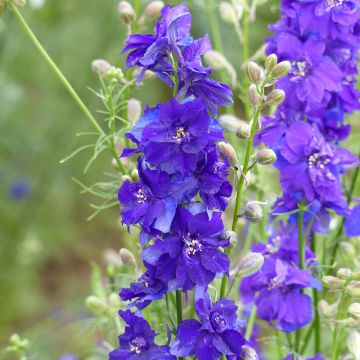 Rikkakukonkannus Dark Blue (siemenet)