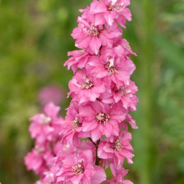 Rikkakukonkannus Salmon Pink (siemenet)