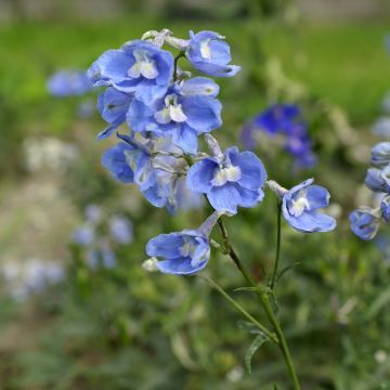 Jaloritarinkannus Cliveden Beauty (siemenet)