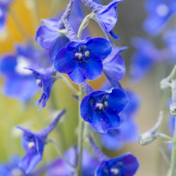 Jaloritarinkannus Volkerfrieden Oriental Blue (siemenet)