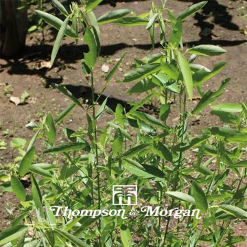 Desmodium gyrans (siemenet)