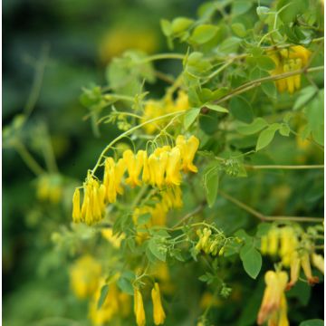 Dactylicapnos scandens Golden Tears (siemenet)