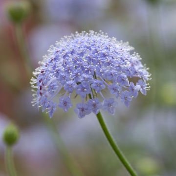 Trachymene coerulea Lace Blue (siemenet)