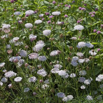 Trachymene coerulea Lace Heavenly Umbels (siemenet)