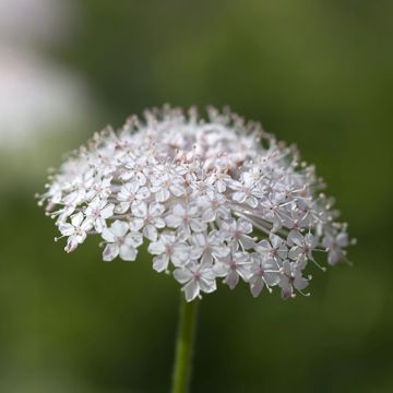 Trachymene coerulea Lace Pink (siemenet)