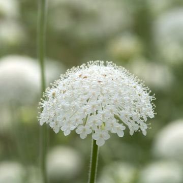 Trachymene coerulea Lace White (siemenet)