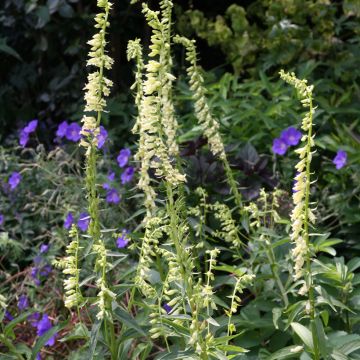 Pikkusormustinkukka (siemenet) - Digitalis lutea