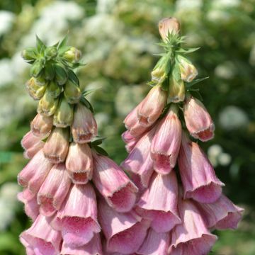 Tarhasormustinkukka Summer King (siemenet)