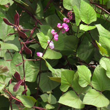 Hyasinttipapu Ruby Moon (siemenet)