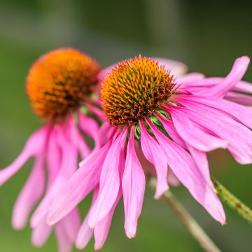 Kaunopunahattu Feeling Pink (siemenet)