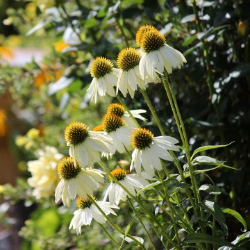 Kaunopunahattu Feeling White (siemenet)