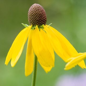 Punahattu (siemenet) - Echinacea paradoxa
