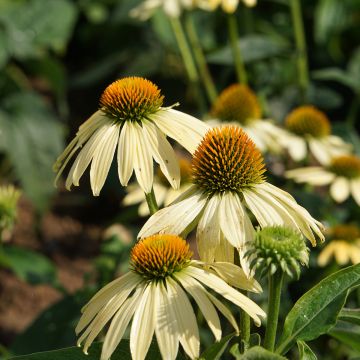 Kaunopunahattu Paradiso Yellow (siemenet)