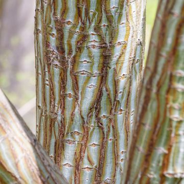 Davidinvaahtera (siemenet) - Acer davidii