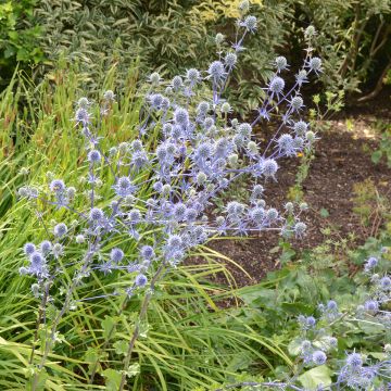 Sinipiikkiputki (siemenet) - Eryngium planum