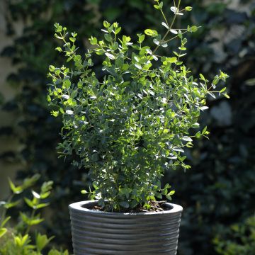 Utueukalyptus Boxwood (siemenet)