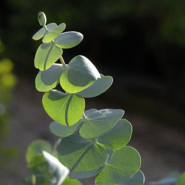 Hopeaeukalyptus Baby Blue Spiral (siemenet)