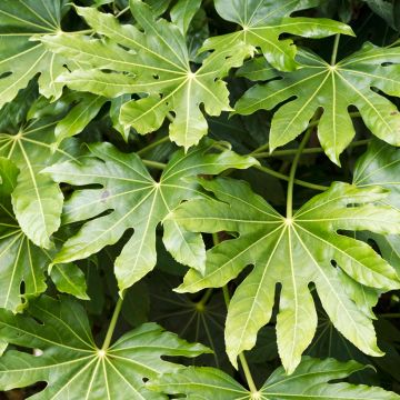 Huonearalia (siemenet) - Fatsia japonica