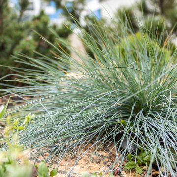 Siniheinä (siemenet) - Festuca glauca