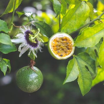 Punapassio (siemenet) - Passiflora edulis