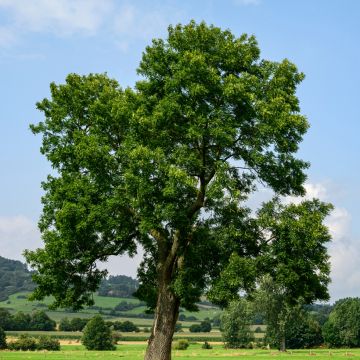 Saarni (siemenet) - Fraxinus excelsior