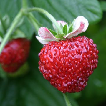 Kuukausimansikka Mignonette (siemenet)